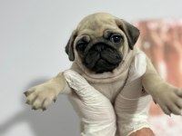 KALİTELİ PUG MOPS BEBEKLER
