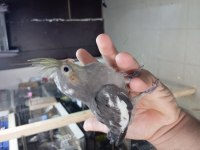 Erkek bebek sultan papağanlar