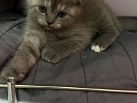 Scottish fold blue point yavrularım sahiplendirilecektir