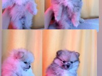 Pomeranian boo teddy bear
