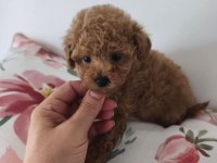 Toypoodle Yavrularımız