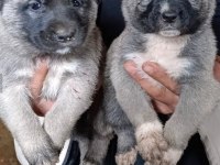 Safkan kangal yavrusu köpeğimiz