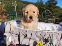 Baby face safkan golden retriever yavruları