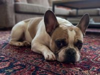 French Bulldog Bal