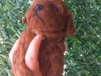 Dişi ve erkek teacup poodle