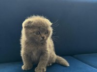 Yeni yuvasına hazır scottish fold
