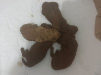 15 GÜNLÜK ORJİNAL TOY POODLE YAVRULAR