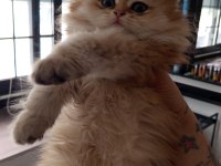 British longhair safkan ponçik