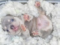 French Bulldog Lilac Tan