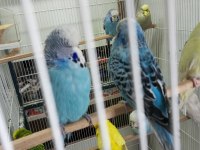 muhabbet kuşu Jumbo yavrular Bursa Osmangazi