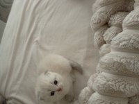 Scottish fold orjinal yavrularımı sahiplendiriyorum