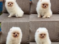 Pomeranian boo sağlıklı köpekler