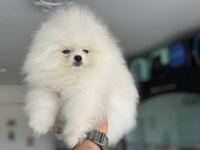 Ankarada ziyarete açık pomeranian yavrular