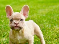 French Bulldog Yavruları Çiftlikten 