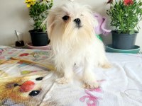 Kore Maltese