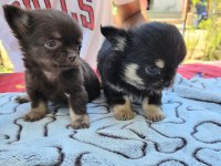 TEACUP CHİHUAHUA YAVRULAR
