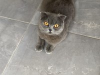 Saf Kan Scottish Fold