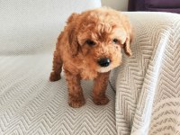 2 AYLIK POODLE