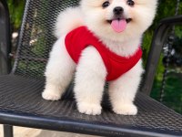 Orjinal Pomeranian Boo