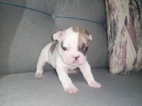 French bulldog