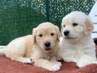 Dişi golden retriever bebekler