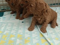 Sınıfının en iyisi garantili Poodle bebekler