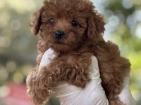 YENİ AİLESİNİ ARAYAN TATLI POODLE