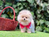 Orjinal Pomeranian Boo