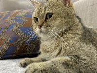 Güzel british shorthair kızımıza onayladığımız bir yuva