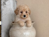 MUHTEŞEM POODLE MİNİKLER
