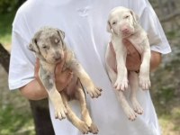 Türkiyede İlk Ve Tek Özel Renk Doberman Yavrular