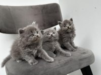3 ADET GRİ BRİTİSH SHORTHAİR YAVRULAR