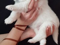 KARBEYEZ SAMOYED YAVRULARIMIZ