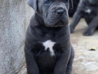 Her şeyi tam cane corso yavrular