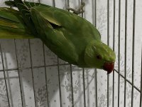 45 günlük yavru pakistan papağanı