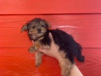 Kaliteli Yorkshire Terrier Yavruları
