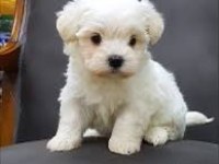 Maltese Terrier Sıfır No Xs Neşeli Patiler