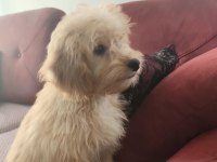 Tatlı Bir Kız Köpeğimiz