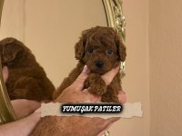 Red Toy Poodle
