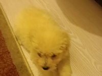 Ücretsiz maltese terrier