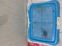 Eşyalarıyla verilecek pug köpeğimiz