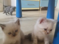 SCOTTİSH BRİTİSH BLUEPOİNT GRİ SİLVERPOİNT YAVRULAR