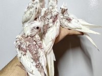 Albino ve Wf pearl sultan papağanı yavruları