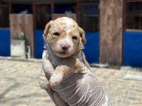Sevimli Maltipoo yavrularımız sizi bekliyor