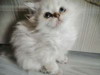Pamuk Bebek Kedimiz