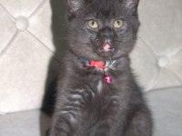 3 ADET ÇOK TATLI 2 AYLIK BEBEK KEDİLER