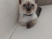 4 aylık british shorthair blue point çok akıllı ve oyuncu