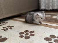 Aciliyetten dolayı ilanda british shorthair