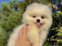SAF KAN POMERİNİAN BOO YAVRUMUZ YENİ YUVASINA HAZIR