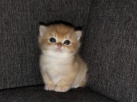Rezerveye Açık British Shorthair Yavrular